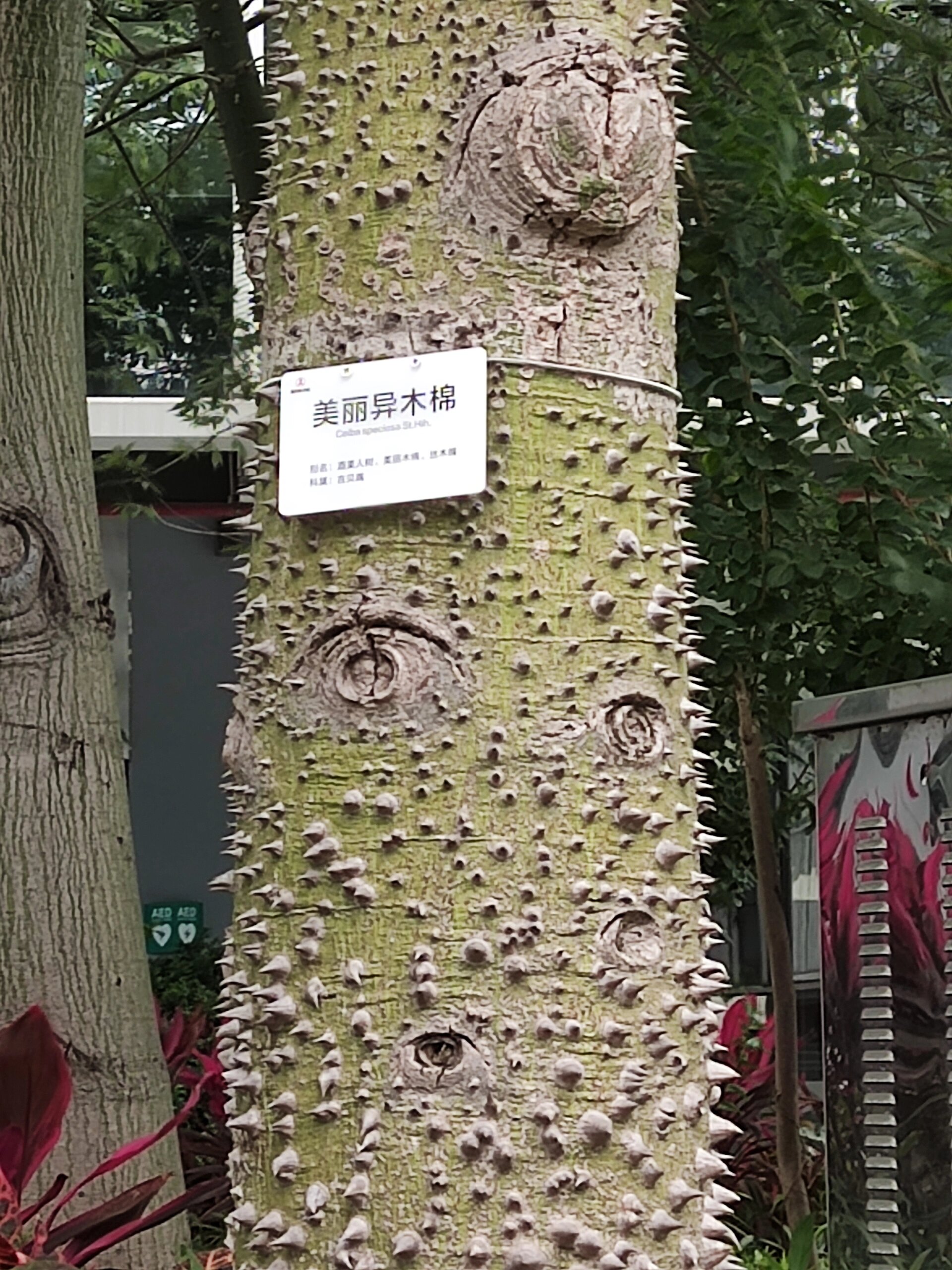 异木棉树干竟然还有刺