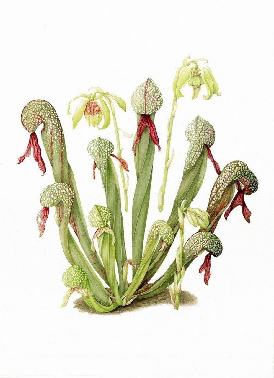 【食肉植物|眼镜蛇草属】[微风]  银镜蛇瓶子草(darlingtonia