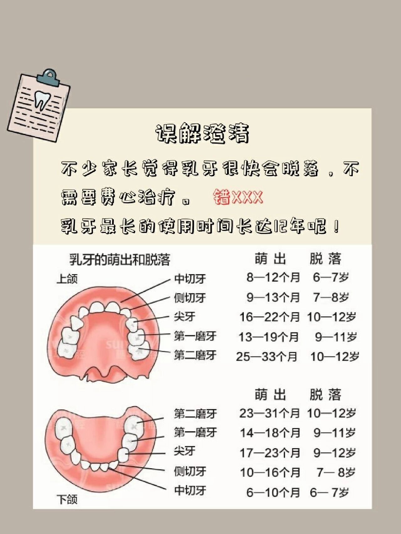 乳牙名称图片