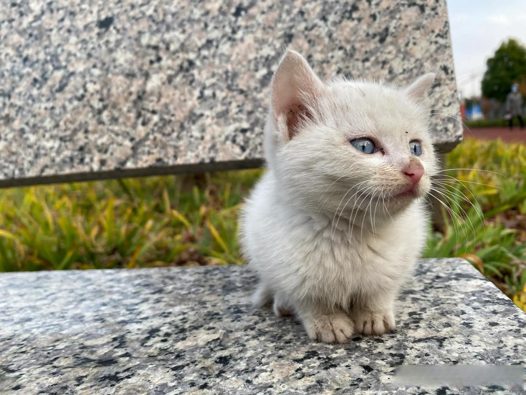 在公园见到这只小流浪猫,蓝眼白猫,好可爱.