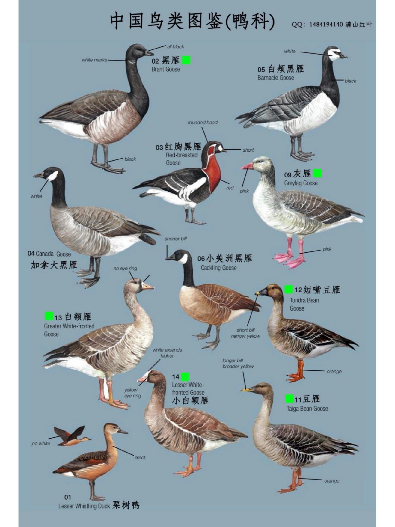 中国鸟类图鉴(鸭科