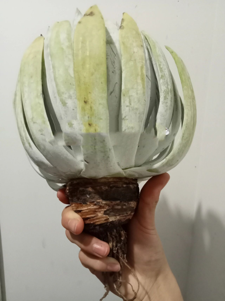 养5年的雪奴仙女杯今天换盆了 这是一组颇有年代的"老照片",怀念我入