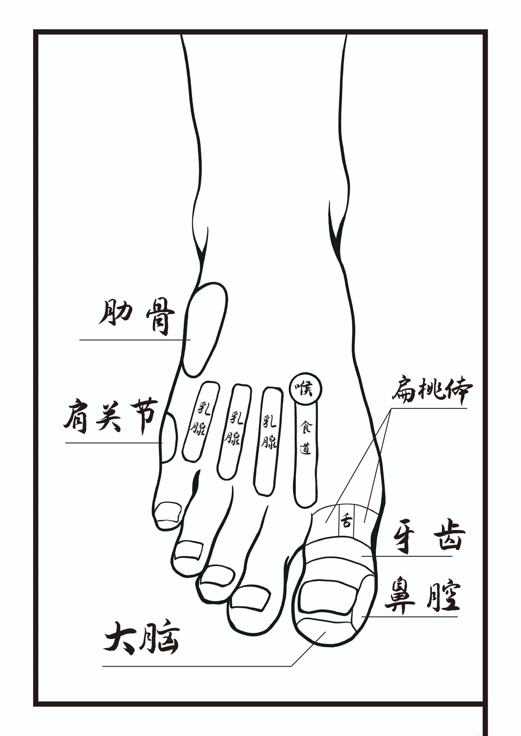 高级中医康复理疗师手绘足部反射区图