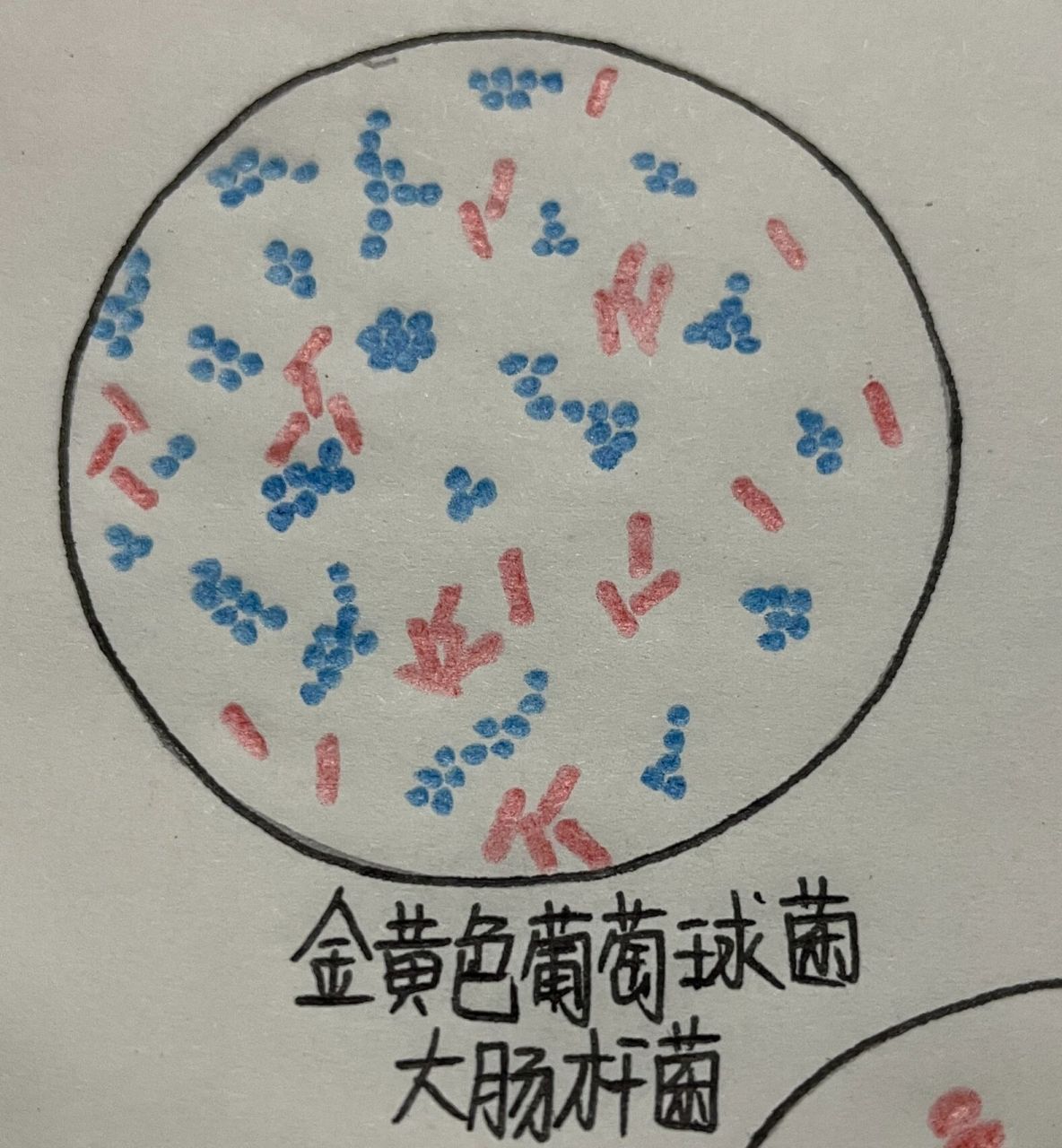 葡萄球菌图片手绘图图片