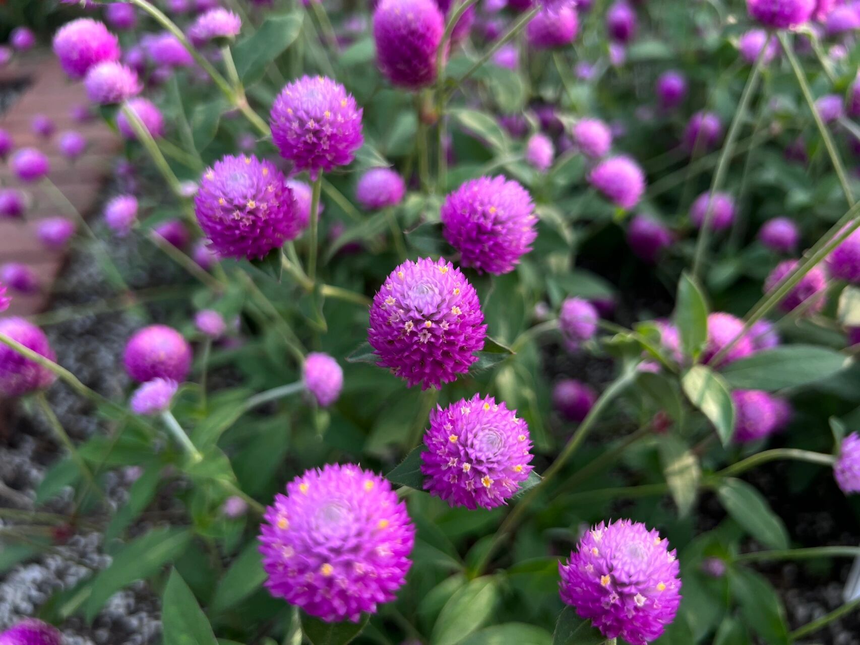 别名:百日红,火球花, 苋科,千日红属一年生直立草本植物,高20-60