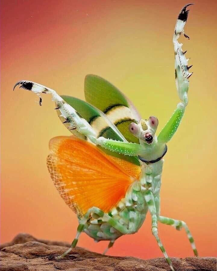 花境61弧纹螳螂61我想为你跳支舞