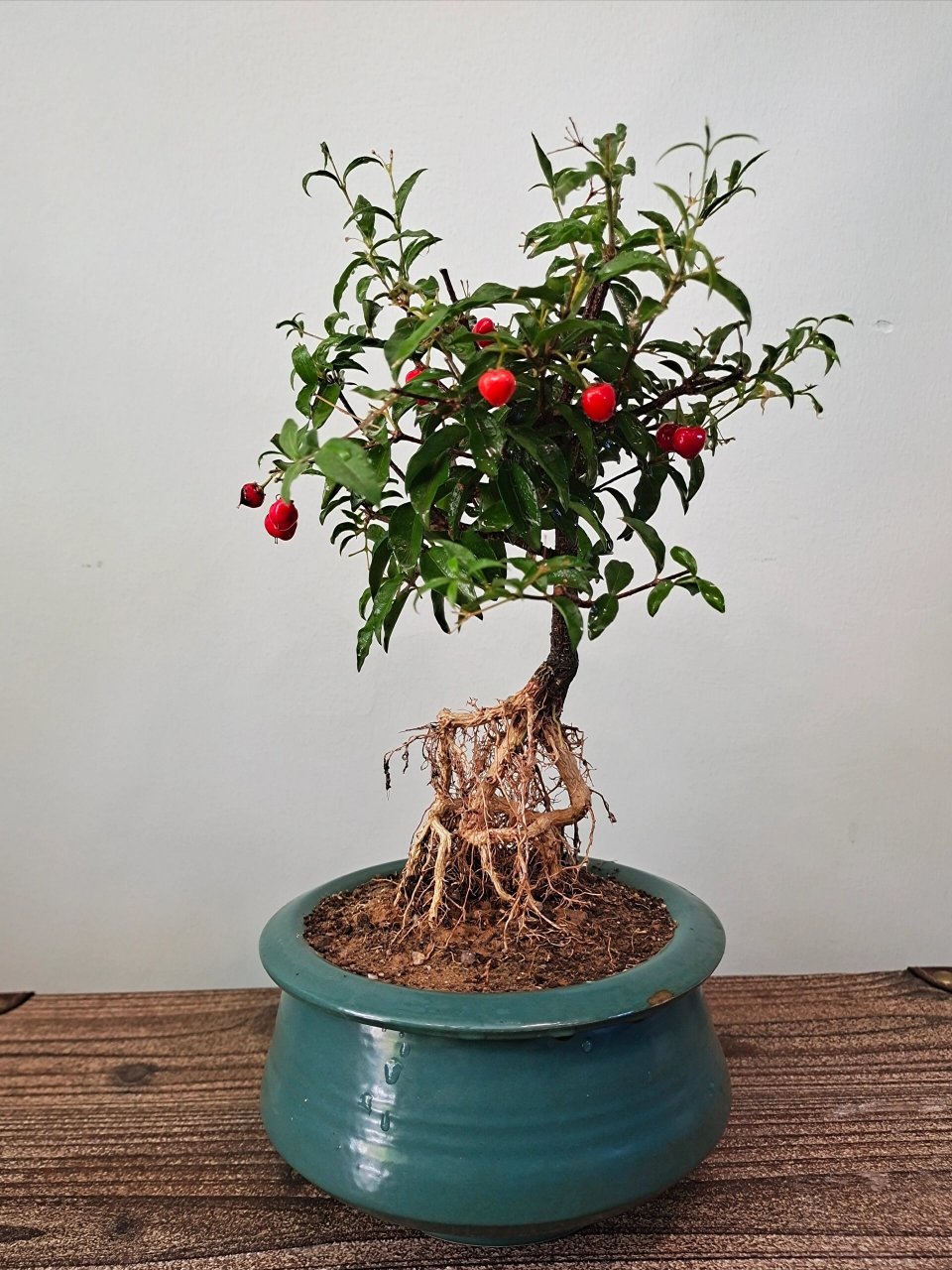 李氏樱桃 姬樱桃又名李氏樱桃 喜阳 喜水 喜营养 一年最少开两季花,花