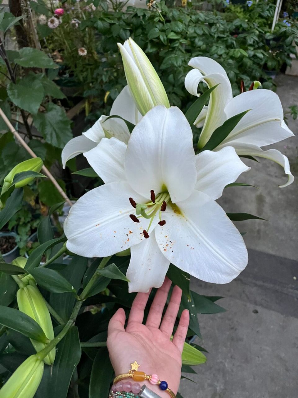 王大爷家木门百合错版 开出来的是纯白色的白冠军,客服会说什么天气