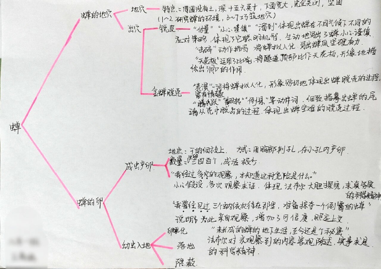 蝉法布尔思维导图图片