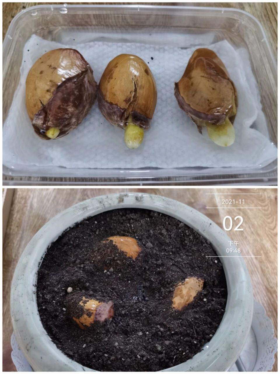 等三顆榴蓮種子發芽的第11天～～ 第11天,三顆榴蓮種子全部發芽成功啦