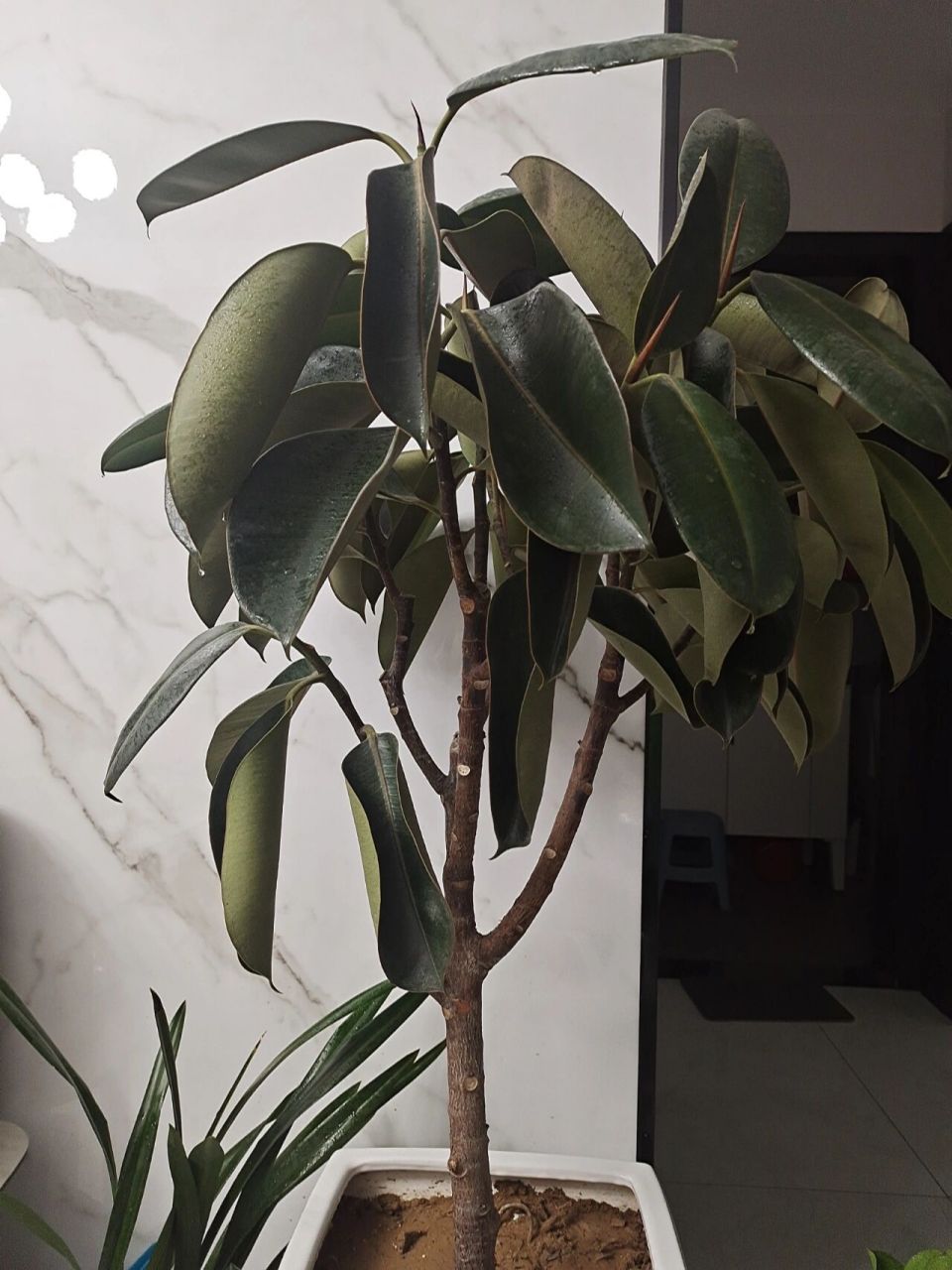 路过的各位大神,麻烦给我看一下,我这橡皮树叶子怎么都卷了?
