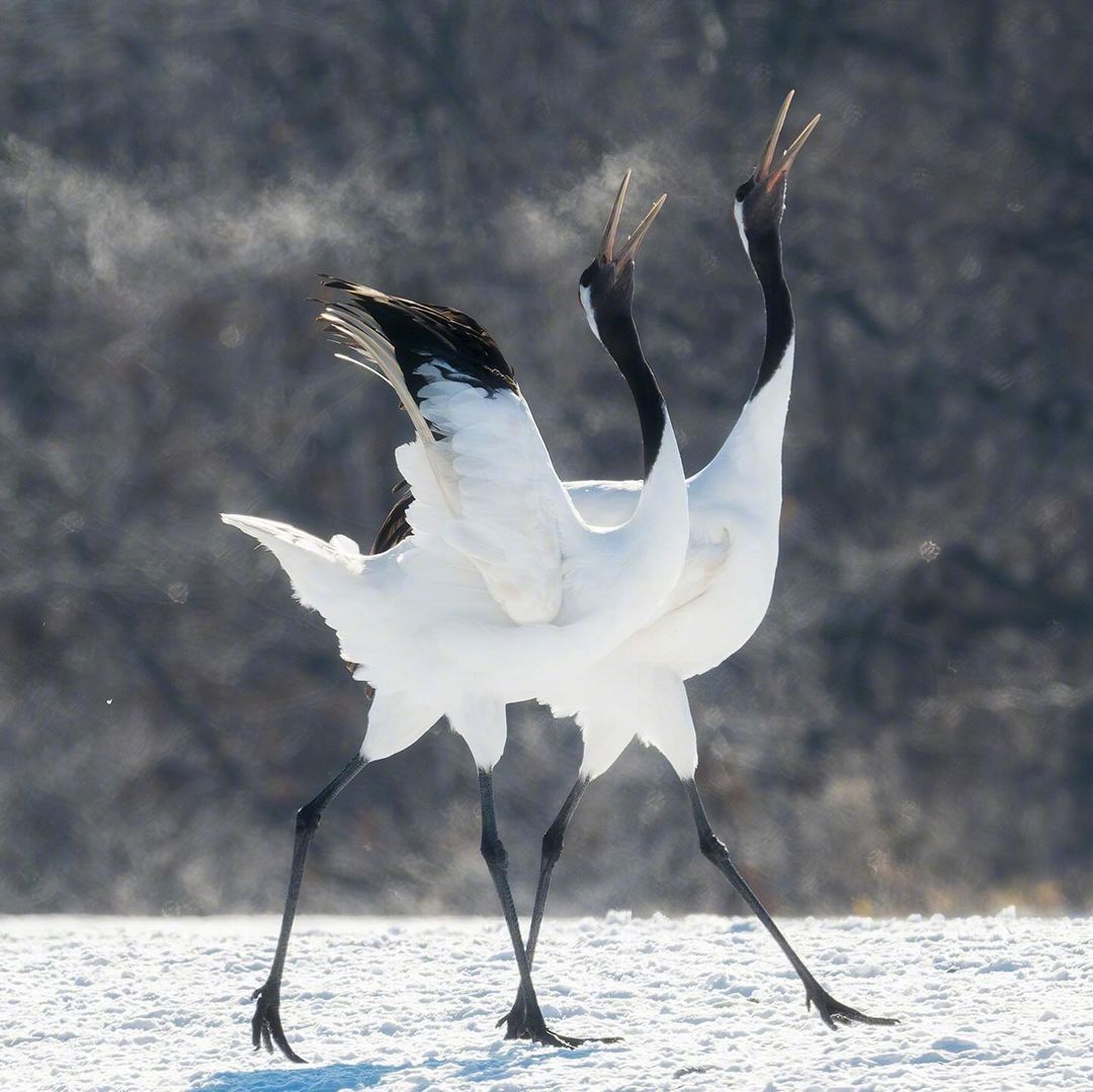 "青松皓鹤,绵绵度岁