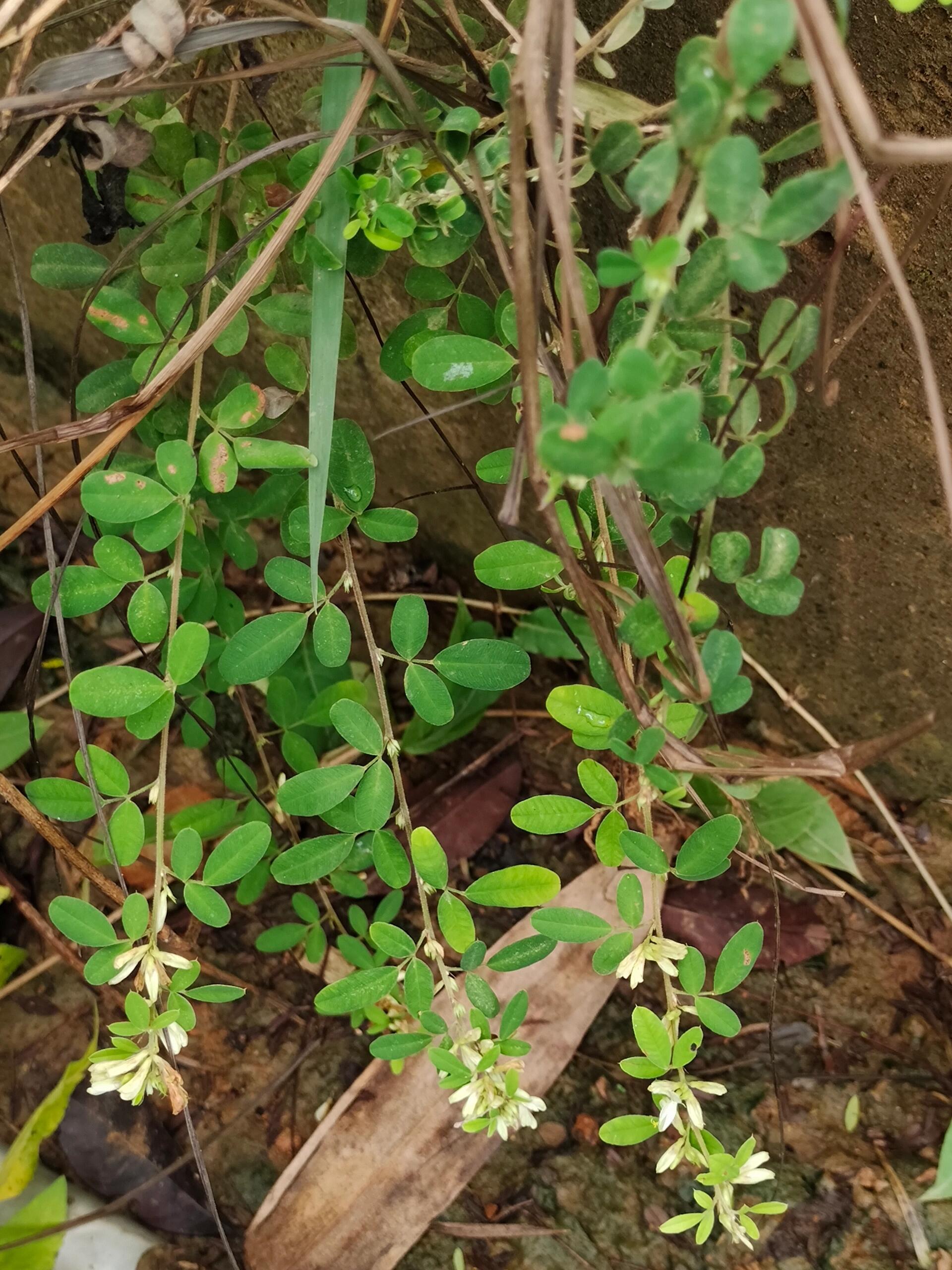 [96]每天认识一种植物—铁马鞭 91别名:落花生,三叶藤,野花生 91