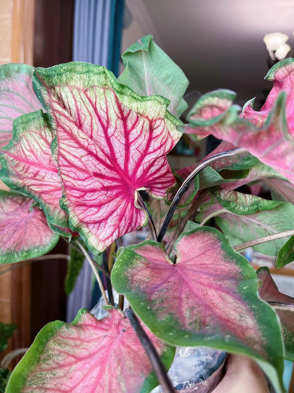 彩叶芋|10月的佛罗里达甜心 10月初从鲜花港 拼手速拍到了一盆60块的