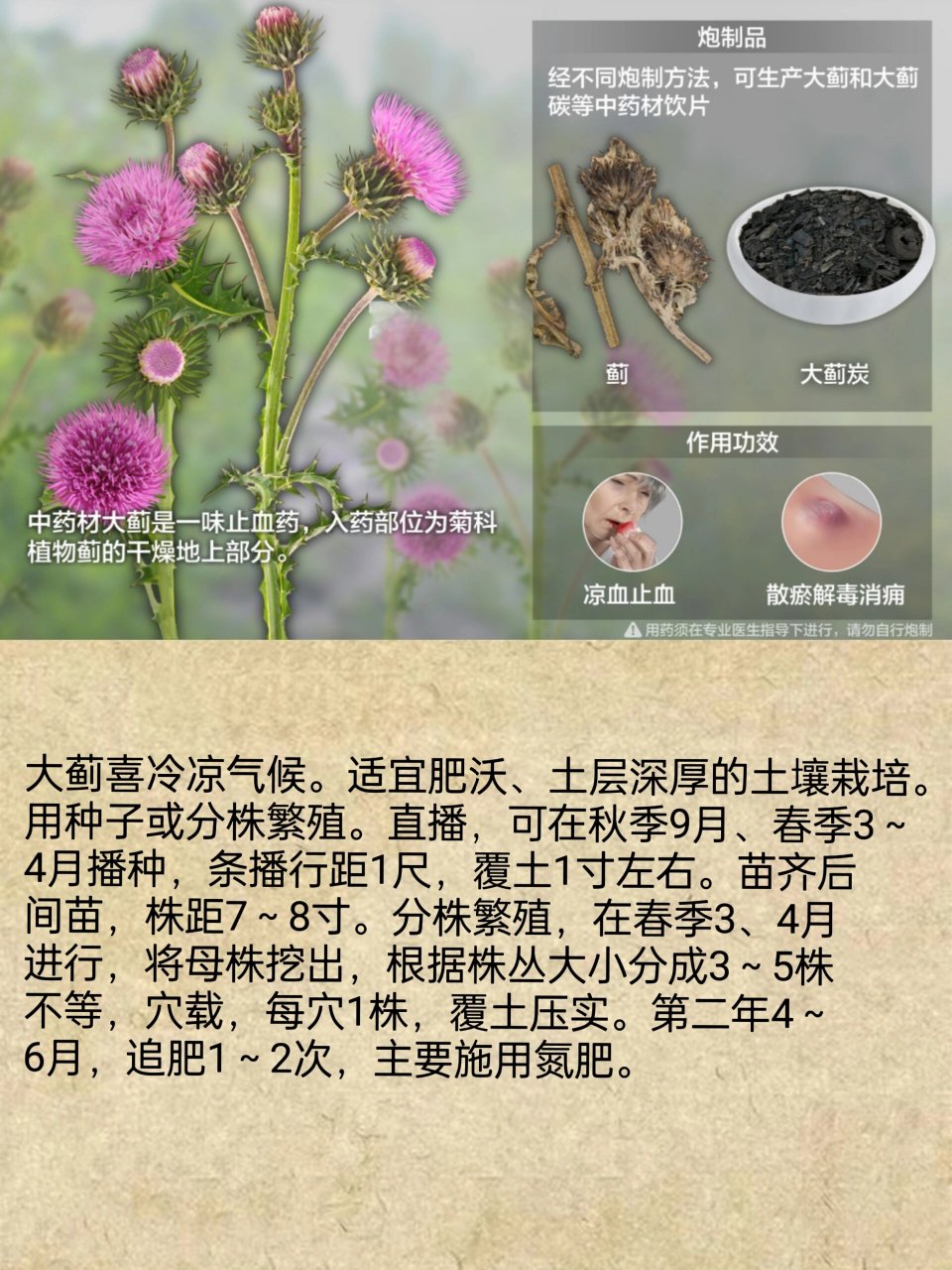每天认识一味中草药|大蓟 91别名:大刺儿菜,大刺盖,老虎脷,山萝卜