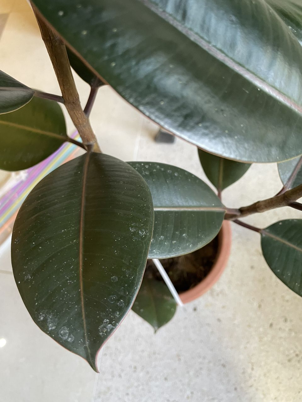 请问各位薯友,橡皮树叶片上的这些白色小点点是什么呀?