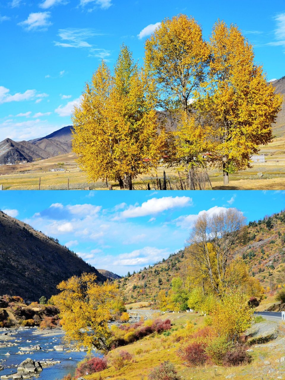 新都桥,秋色正当时 要看川西秋景,新都桥黄叶的小伙伴们可以冲了,目前