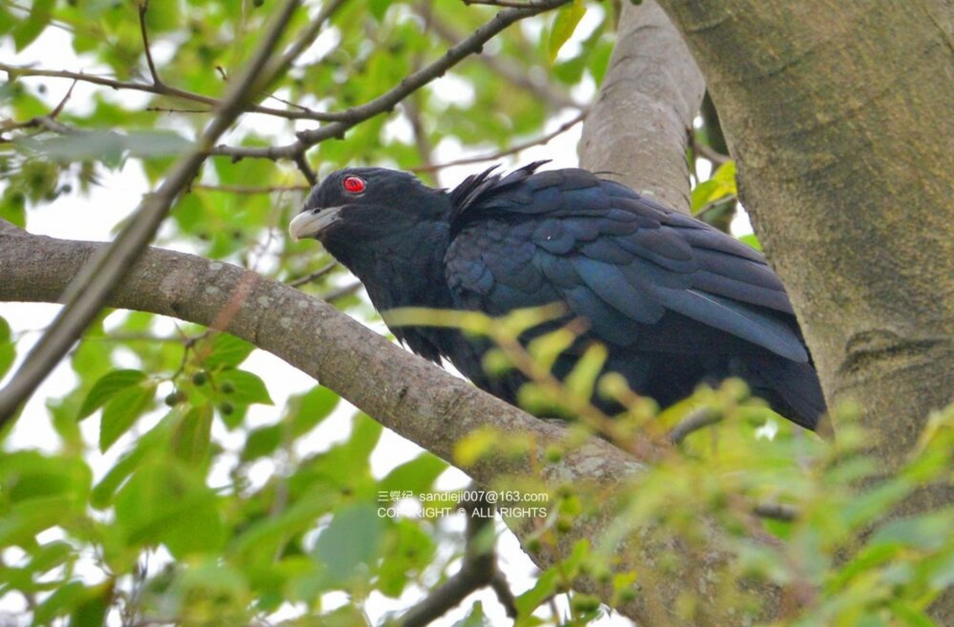 每年深圳春天最吵的鸟——噪鹃 在深圳,每年从春节开始,就可以听到一