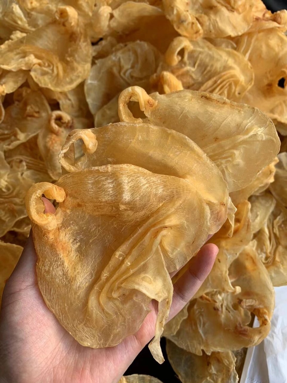 玻璃肉质, 厚肉,干度好, 口感清淡不腥, 性价比超高的一款鳘鱼胶