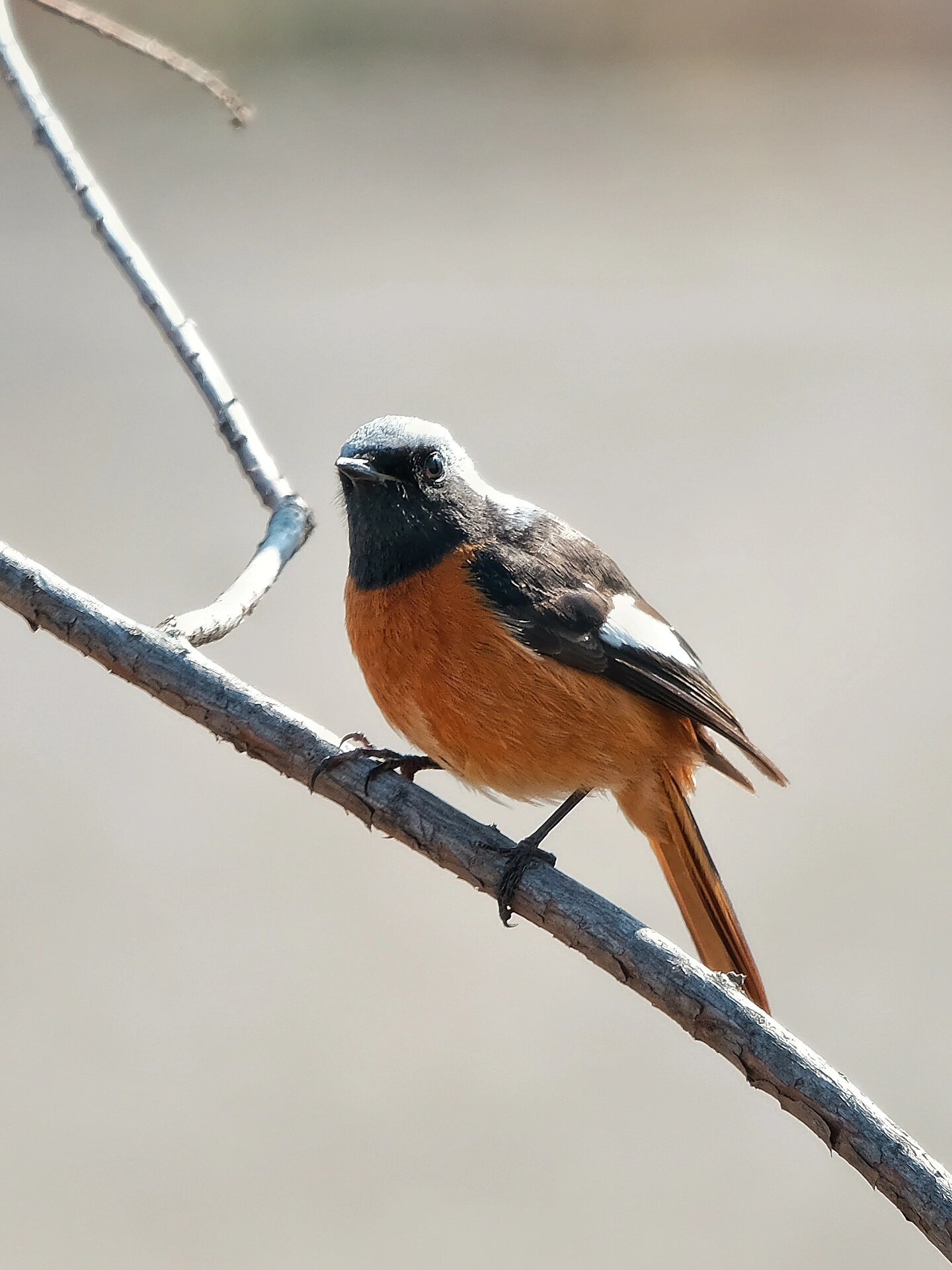 观鸟|北红尾鸲(鸟种序号:14