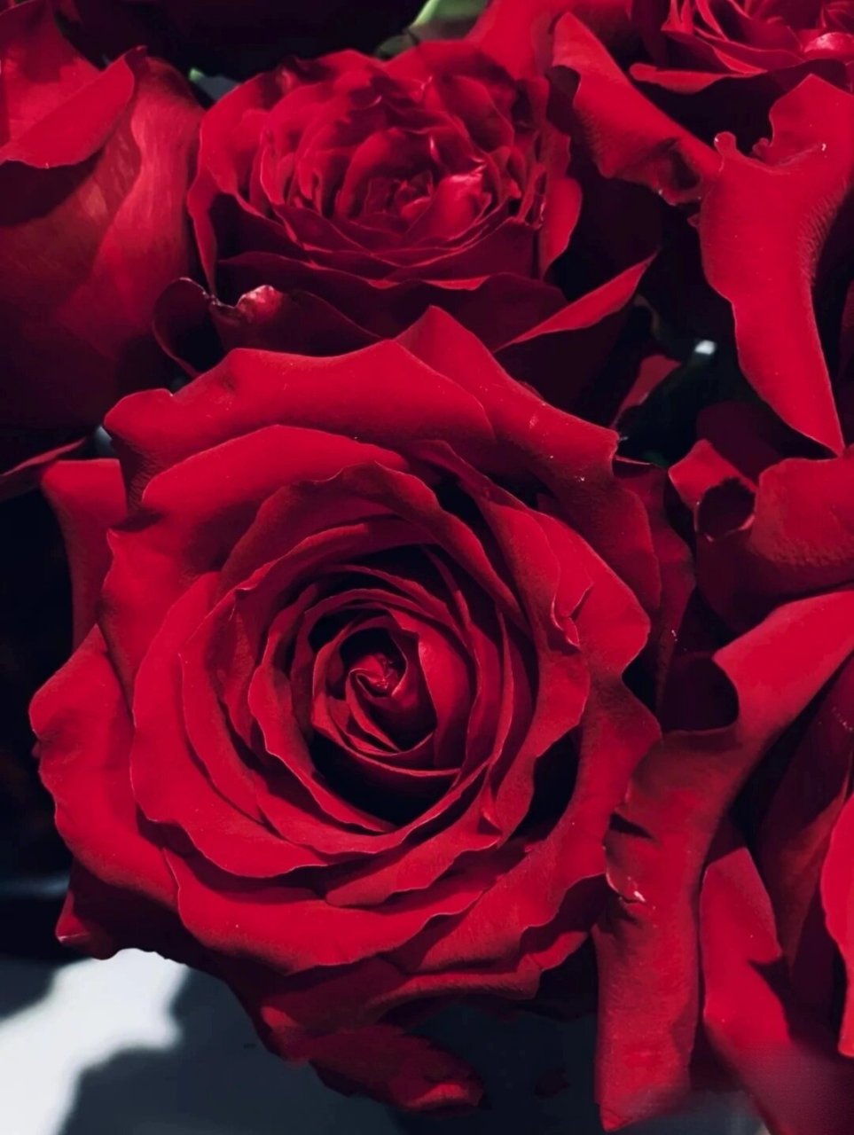 花材分享|20 种花艺常用的红玫瑰 1,传奇 红玫瑰传奇是荷兰的花卉品种