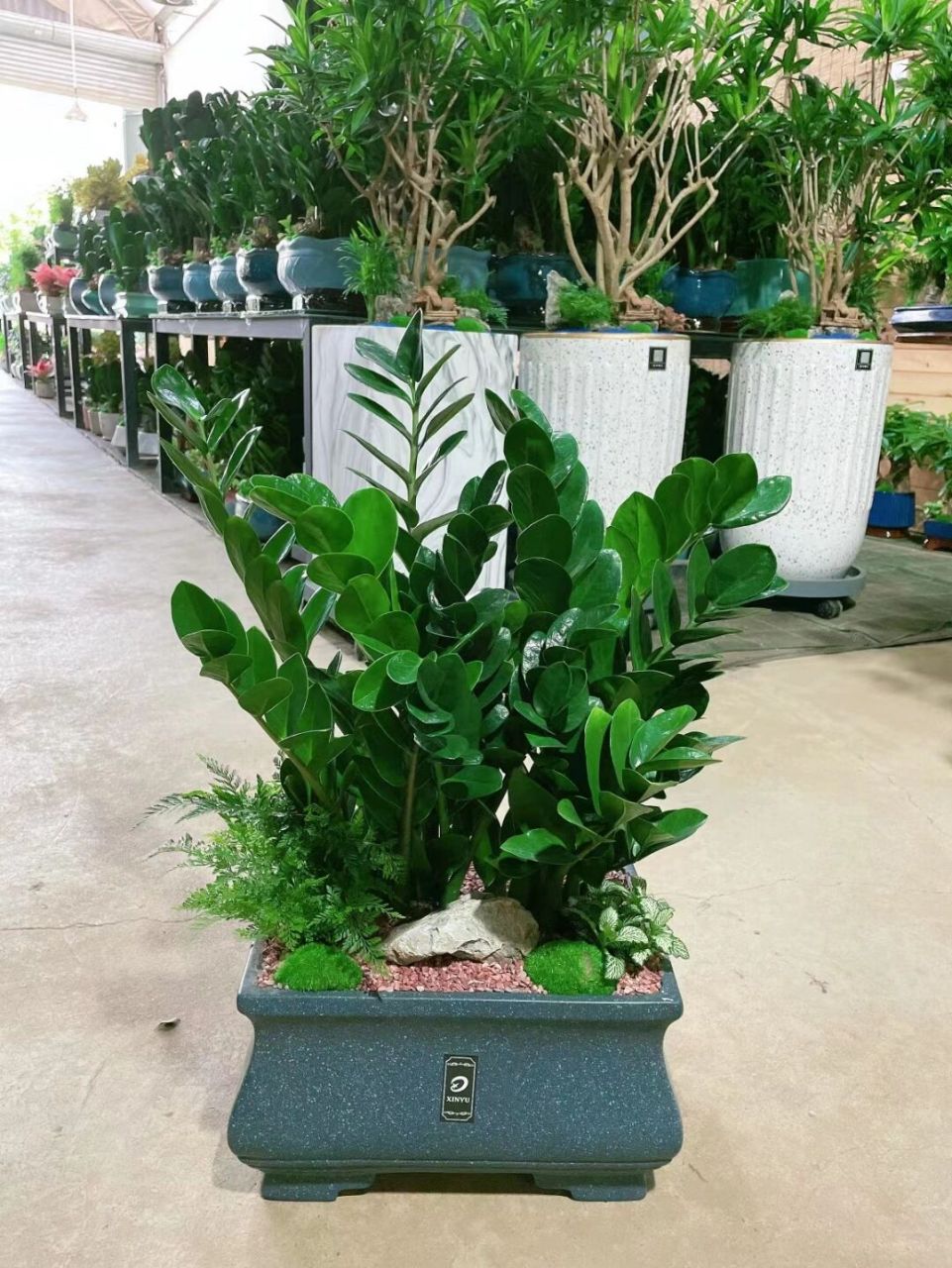 金钱树盆景