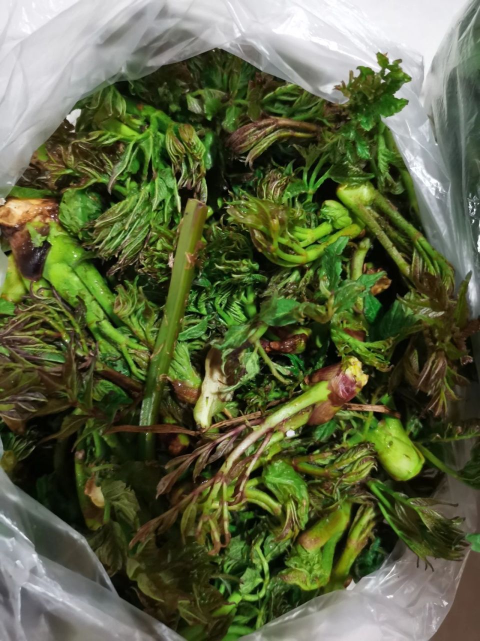 据说这些是东北比较经典的山野菜,但我是吉林省人,我真的一样儿都不