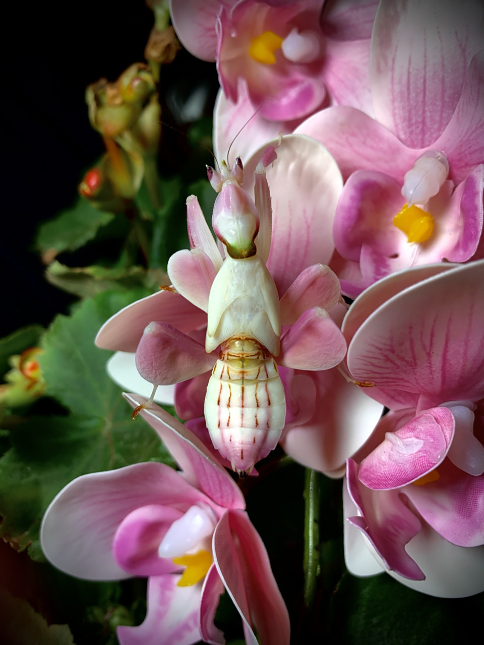 小花仙～ 一只末龄的马来西亚冕花螳,花朵的伪装让它更容易接近猎物