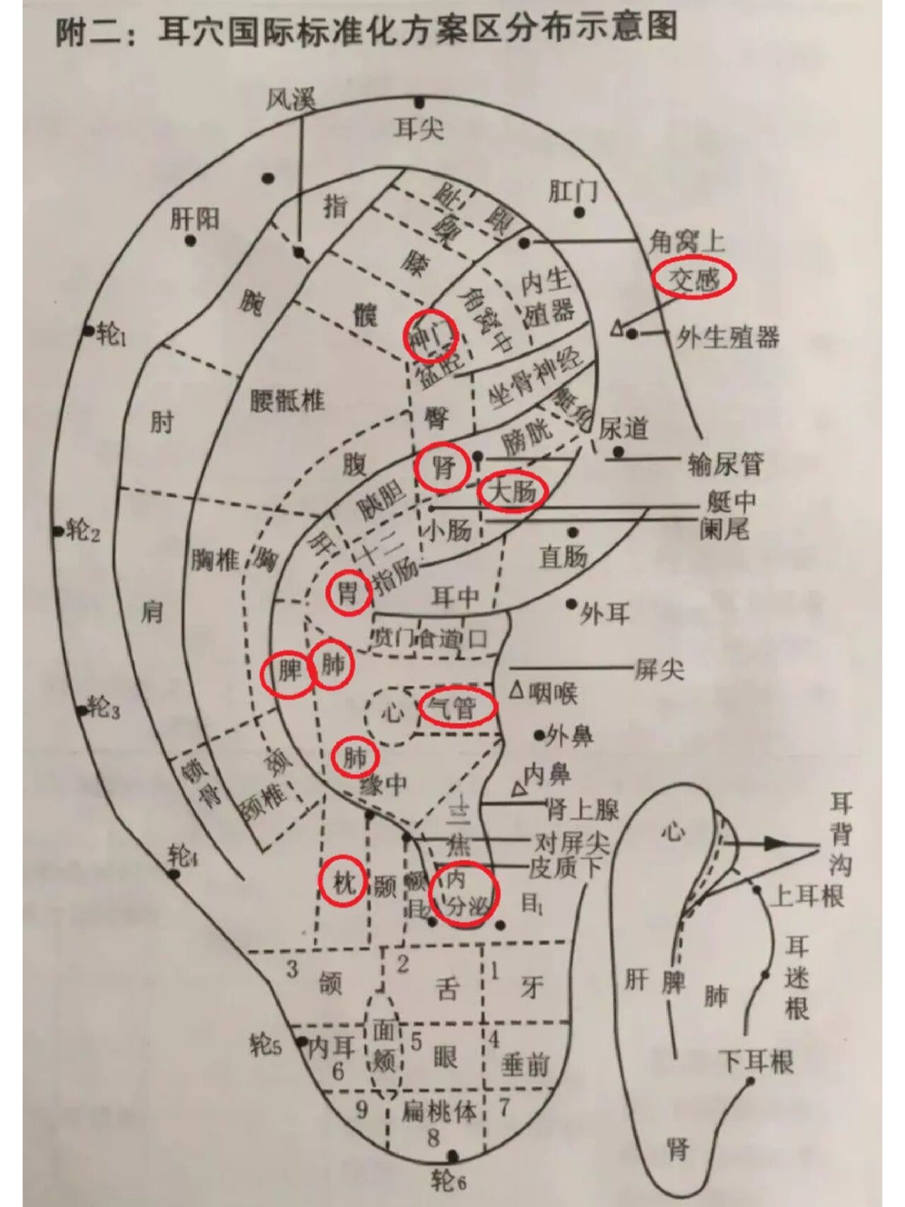 耳豆位置图图片