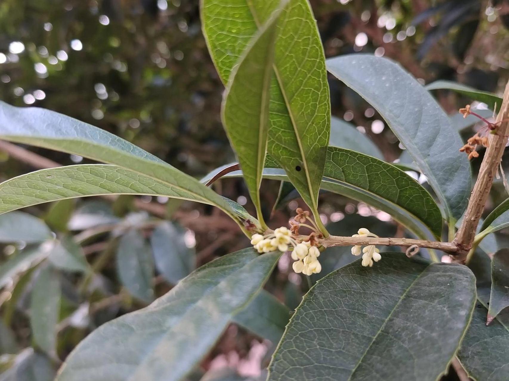 (一)】  桂花一般每年在中秋前开花一次,但月桂很神奇,一年多次开花.