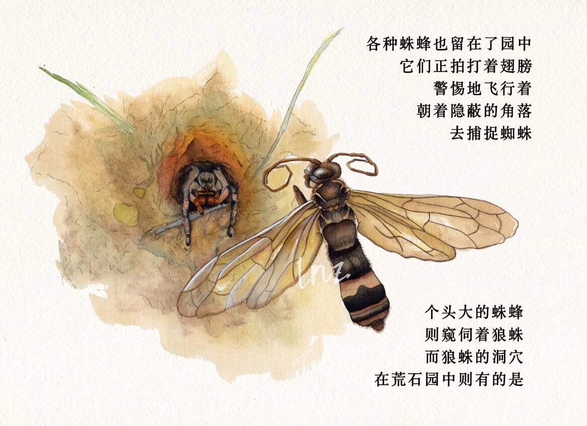 原创插图|《昆虫记》节选|蛛蜂与狼蛛|附线稿