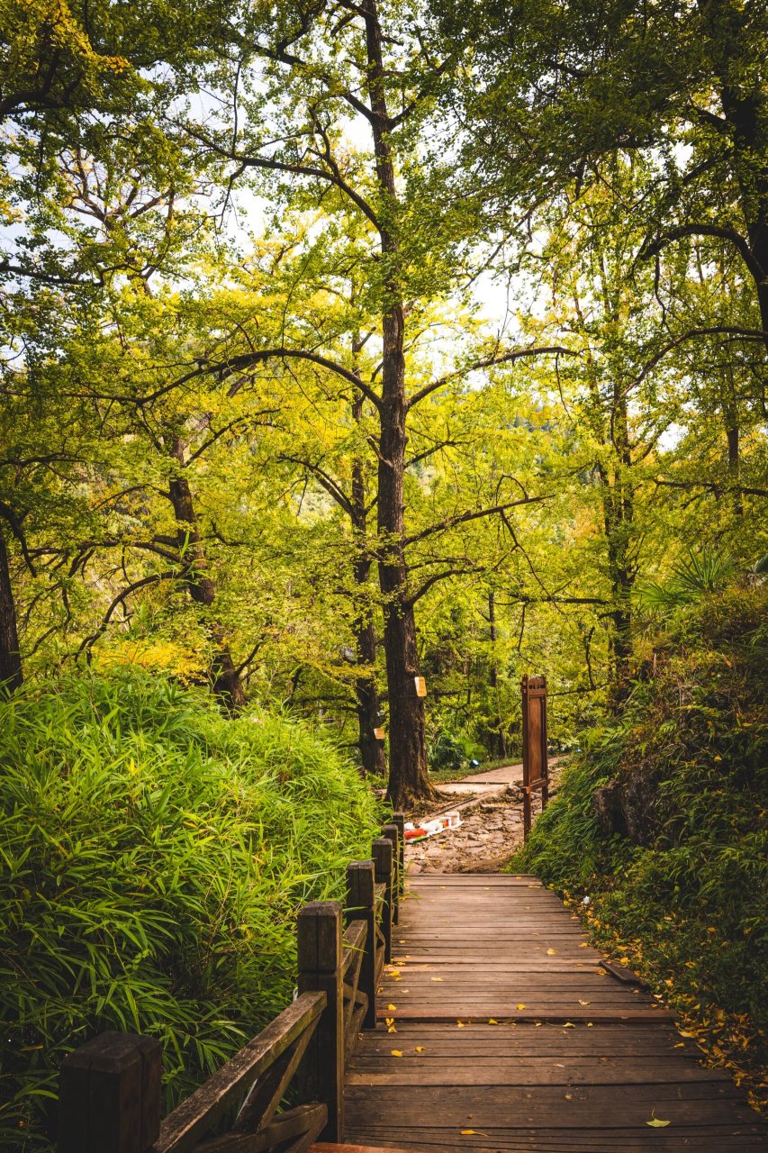 世界古银杏之乡—妥乐村 8787 	 妥乐村是贵州深处的一个低调古朴