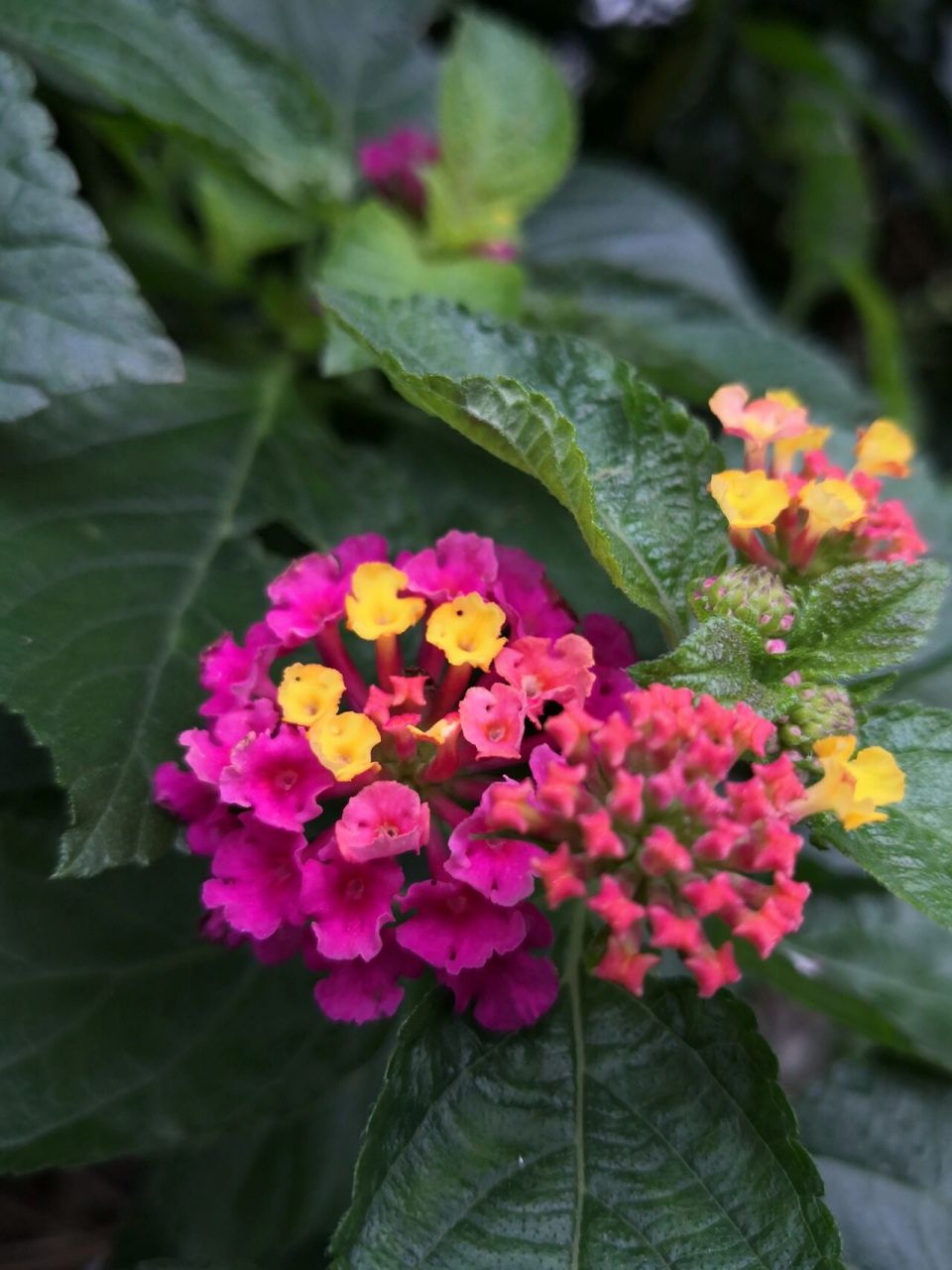 喜欢94,欣赏94-"五色梅"马缨丹 马缨丹 又名五色梅,臭草,马鞭草科