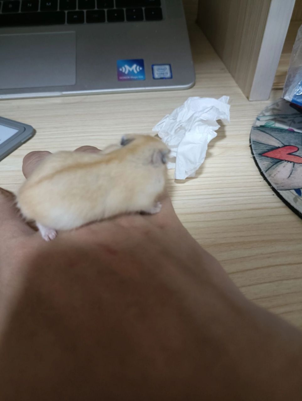 仓鼠 仓鼠最大能长到多大啊 #仓鼠 仓鼠最大能长到多大啊