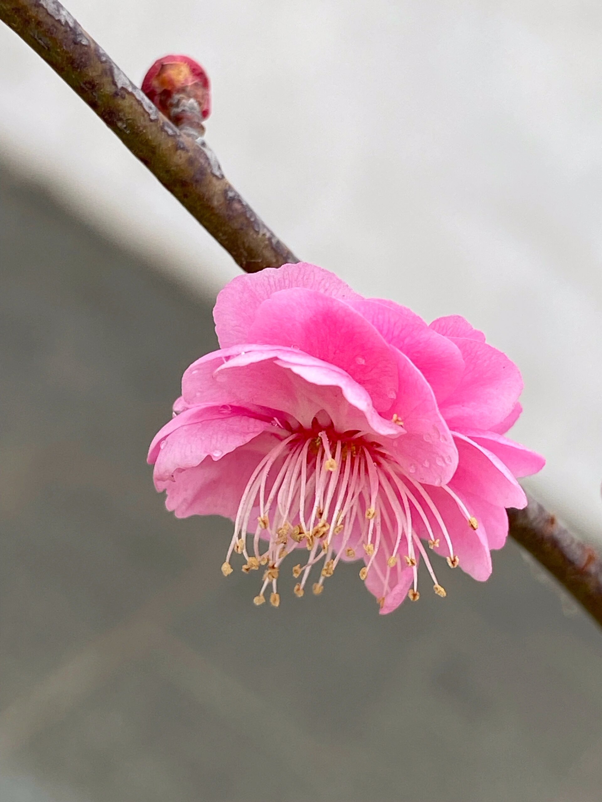 梅花有什么特点开花图片