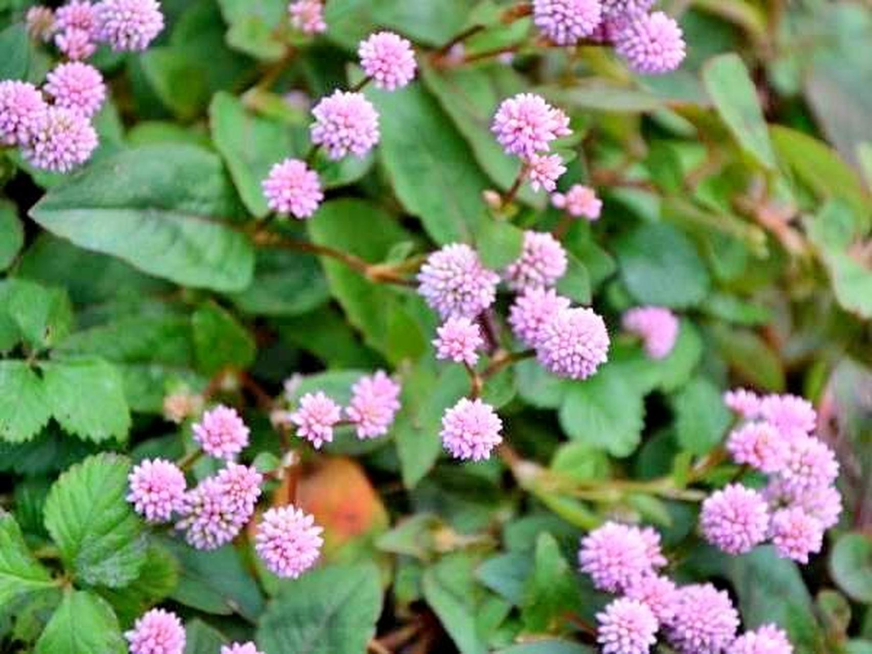 据网上资料,头花蓼是贵州西北少数民族常用草药,其性热,味苦,涩,有