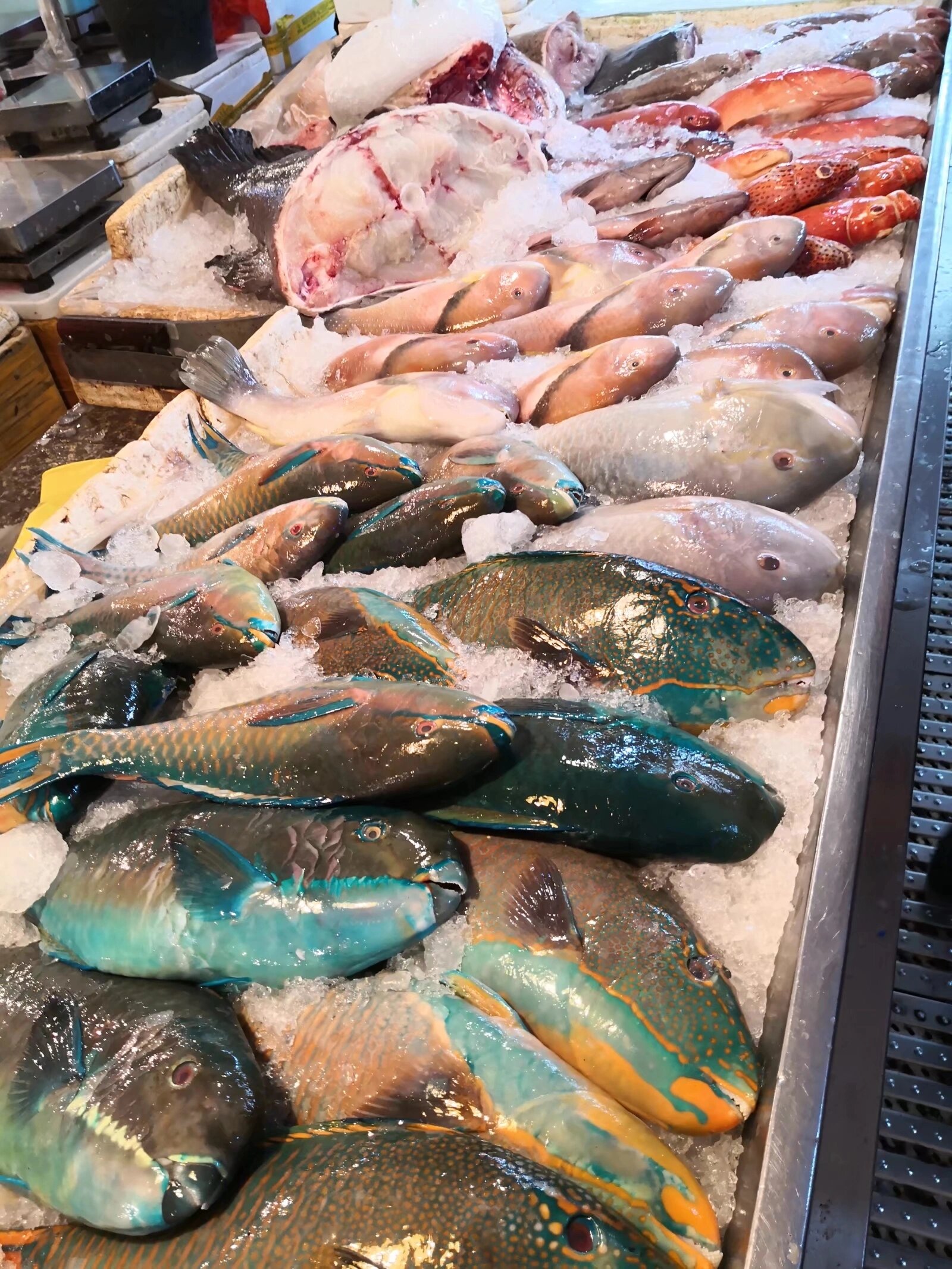 三亚第一市场|鱼类 海鲜最全的市场 第一市场的海鲜和鱼种类全,新鲜.