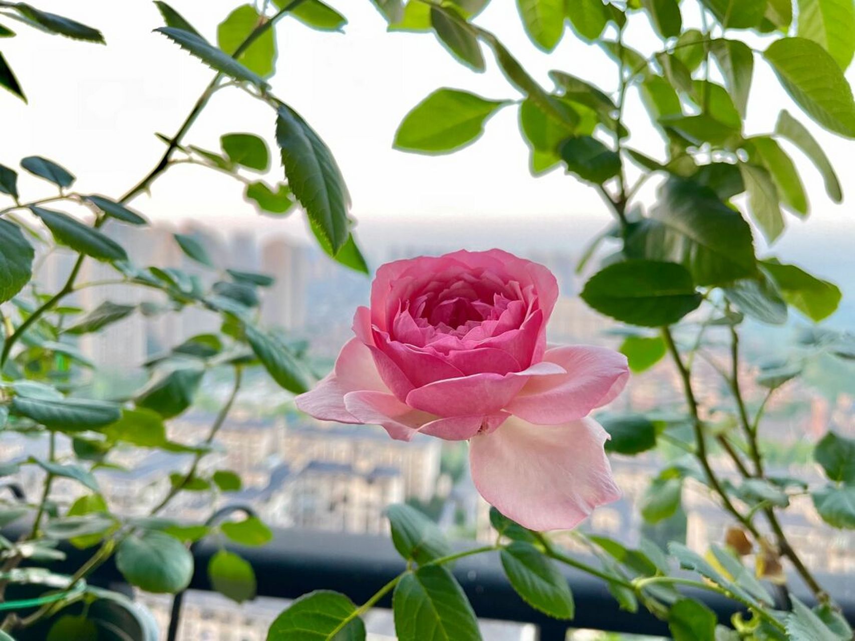重庆阳台月季之新浅樱桃 花型花色都非常完美 夏花一日散 没什么香味