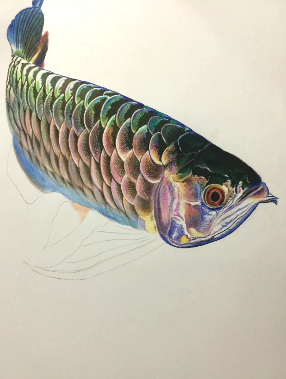 超写实彩铅手绘作品《龙鱼》
