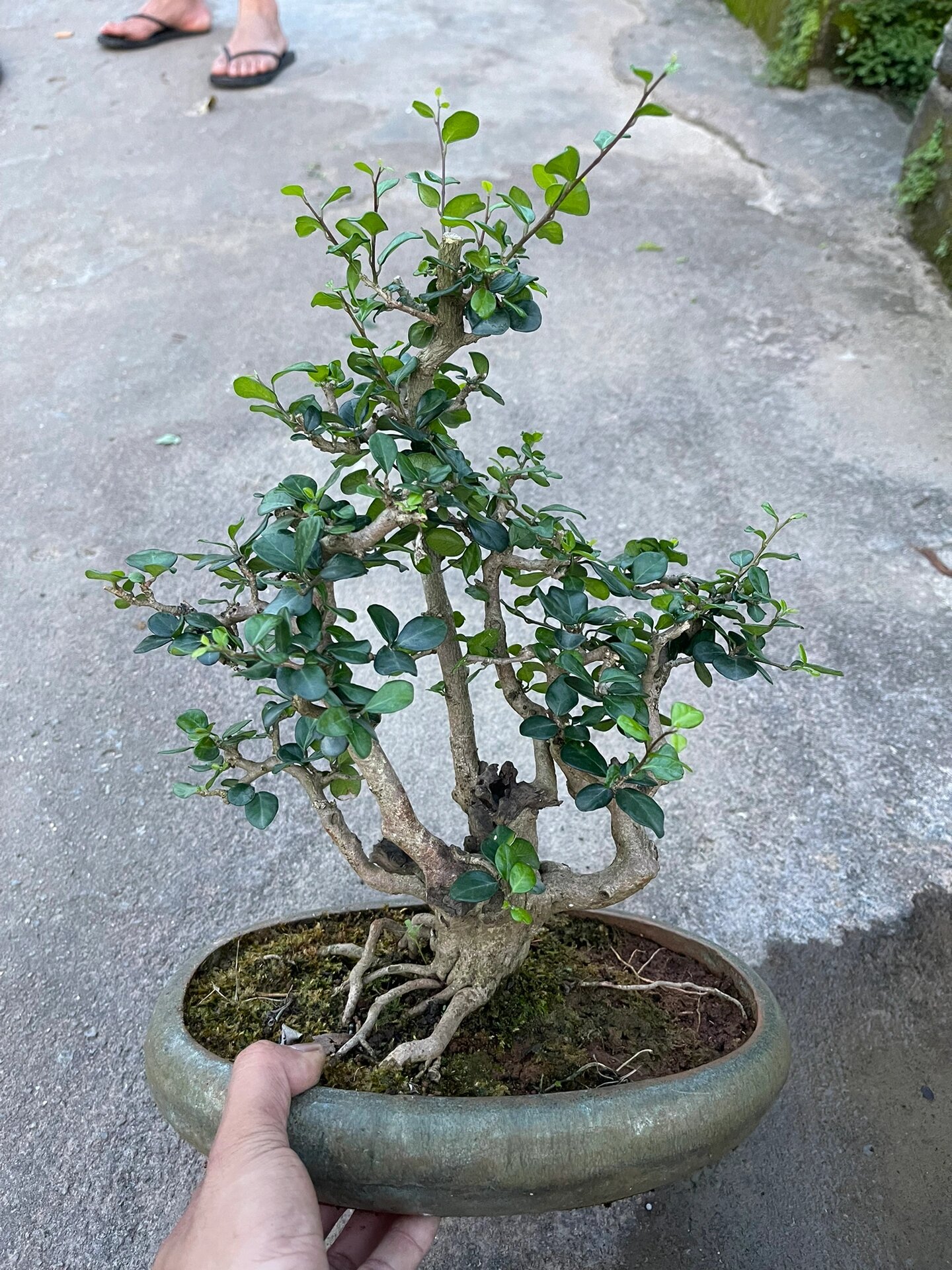 精品海南博兰盆景  好养殖!品种名贵