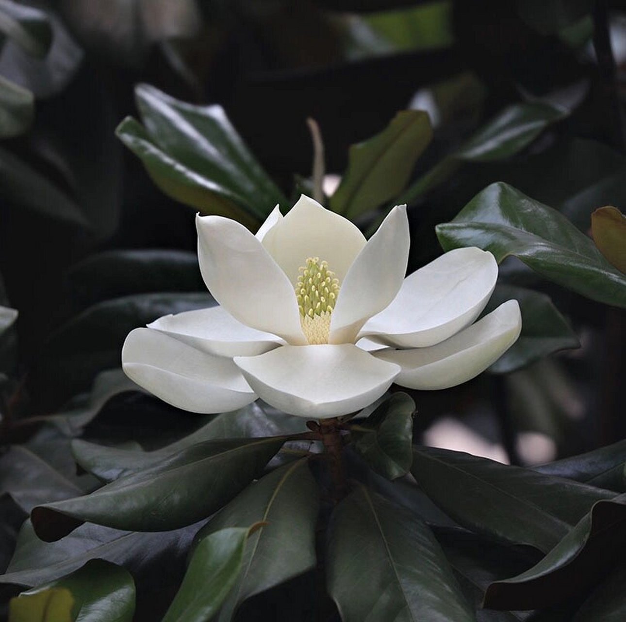 94荷花玉兰开花的时候像极了荷花开在了树上,所以得名"荷花玉兰"