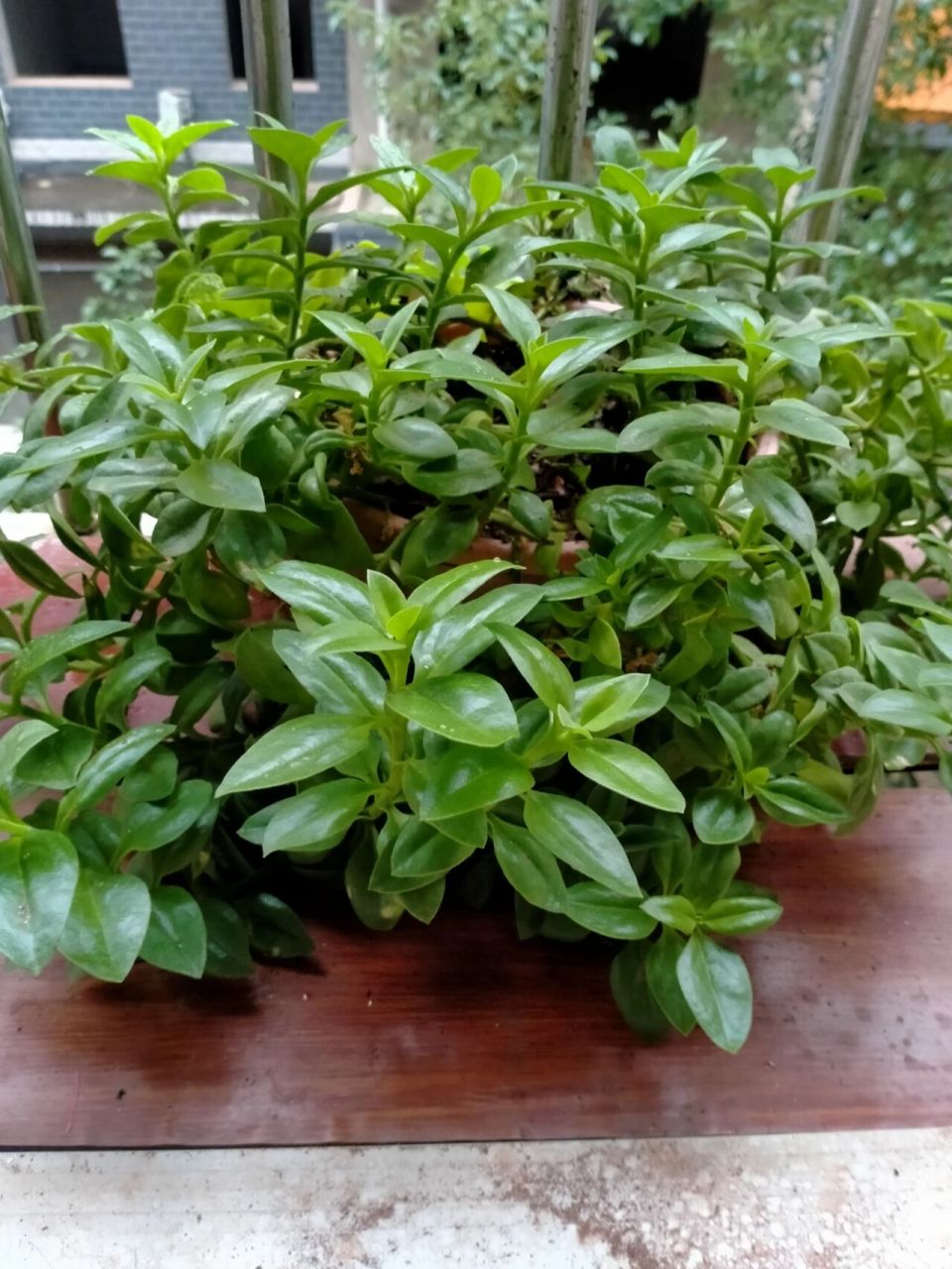 牡丹吊兰又叫做玫瑰吊兰,心叶日中花,其实也就是田七,是一种可以当