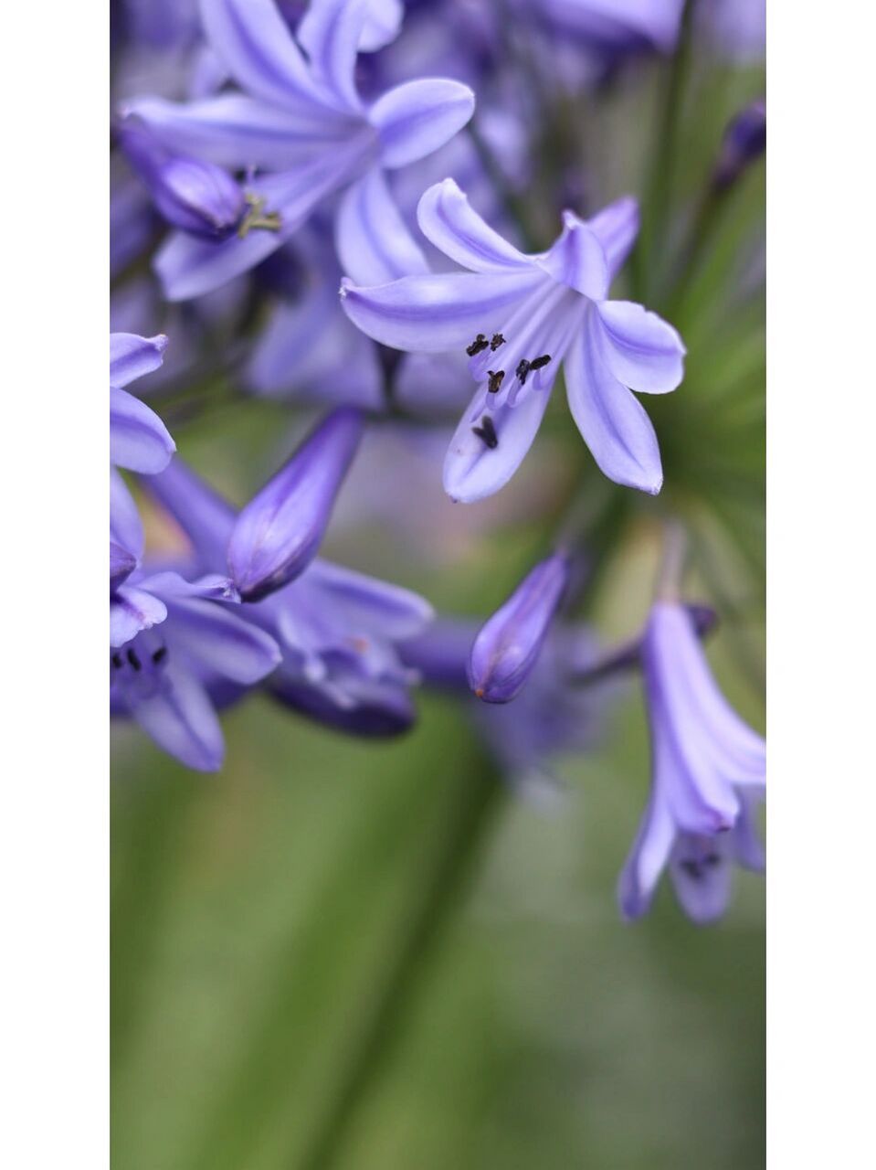 瓶插养护i 高颜值仙女系花材【百子莲】 1,百子莲,石蒜科i 百子莲属.