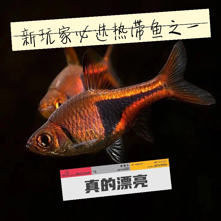 强烈推荐 正三角灯鱼 观赏鱼图鉴 热带鱼 正三角灯 中文学名:黑斑三角