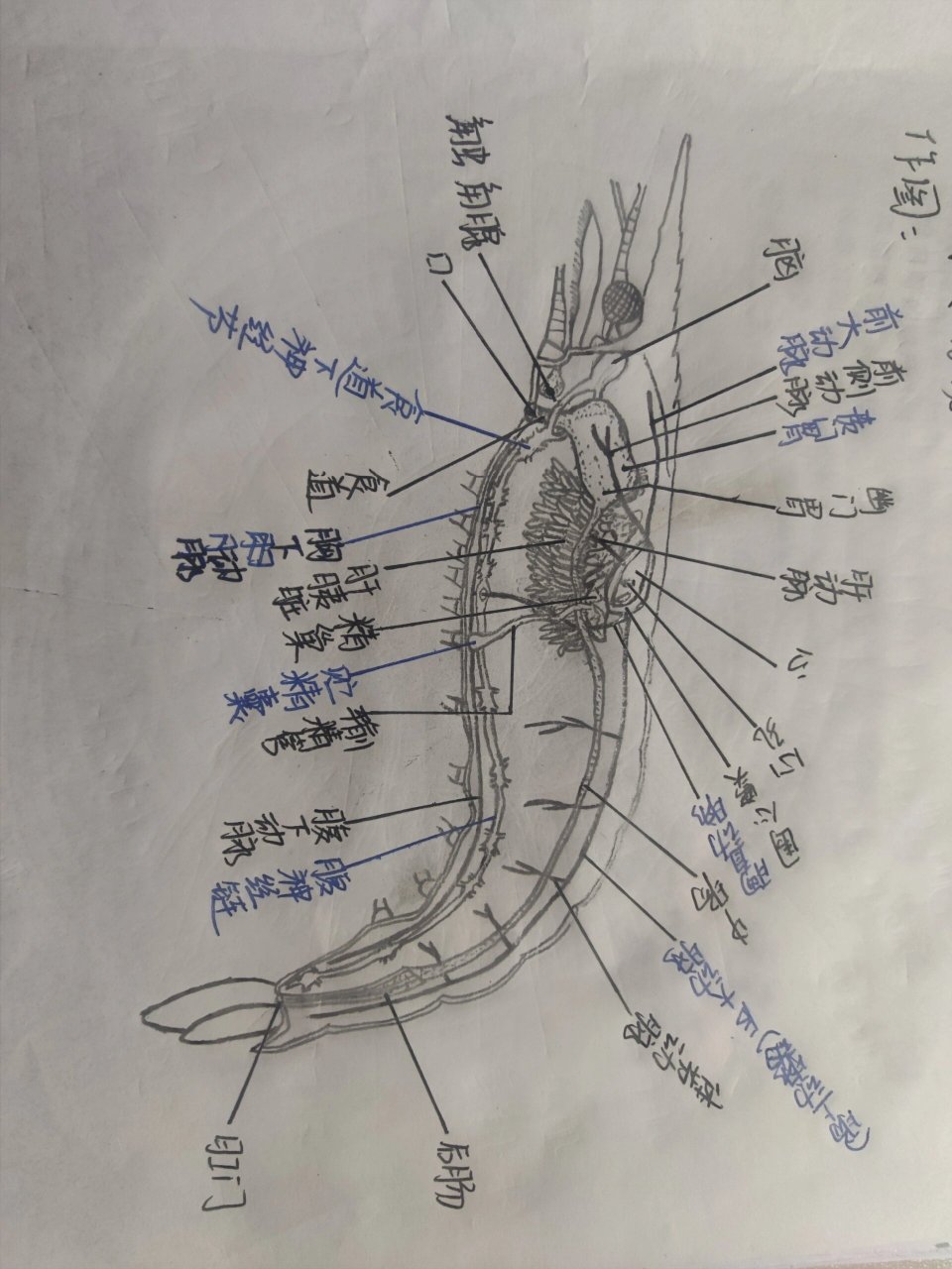 虾的骨骼图图片