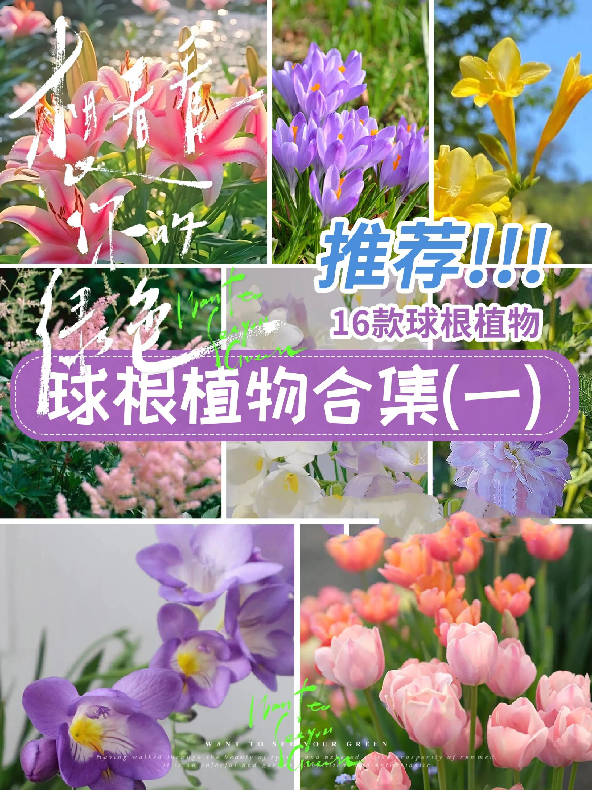 科普向,16款球根植物,快进来涨知识