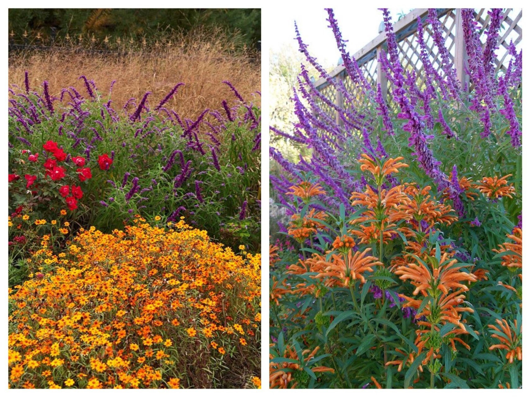 尾草】 【花的颜色】:单色鼠尾草花为紫色|双色鼠尾草花为白色和紫色