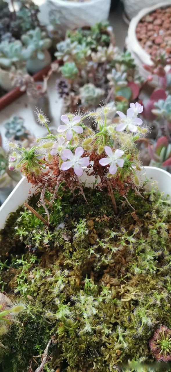 蝎子迷你茅膏菜开花啦 来自武汉花友的返图 原来食虫植物也很好养 没