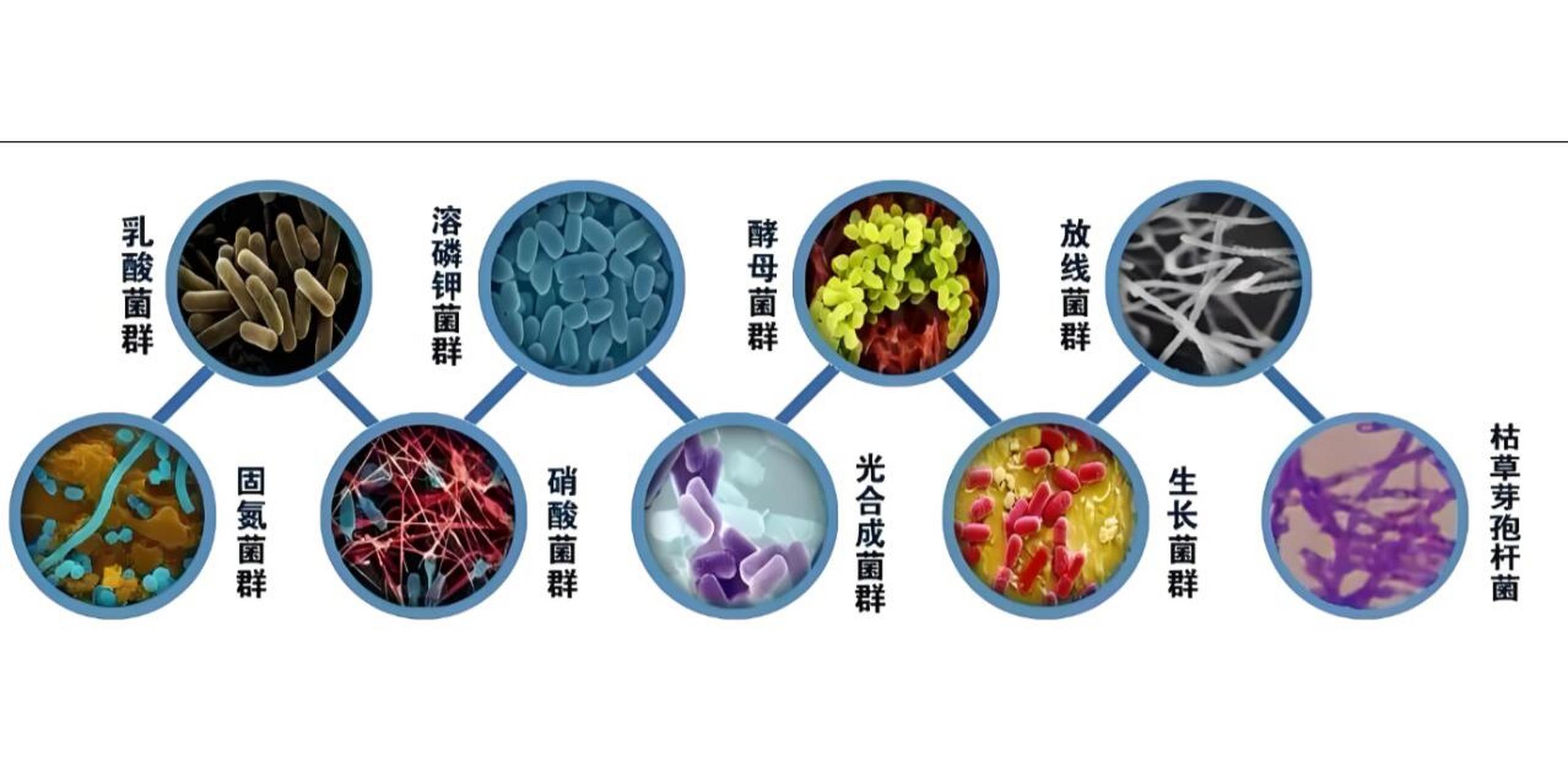 细菌大全名字和图片图片