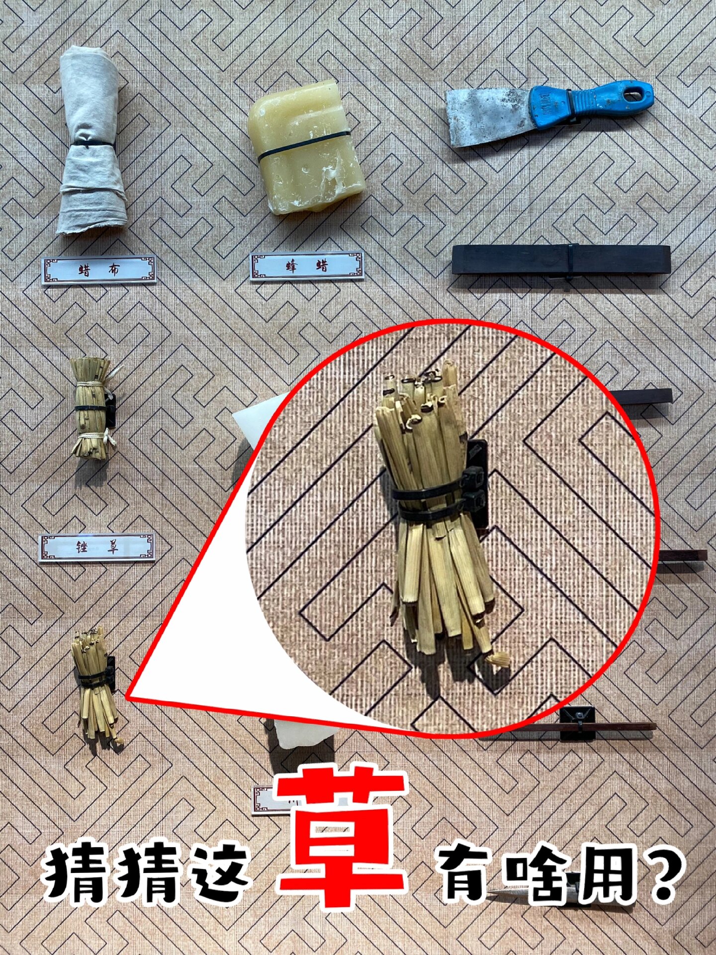 节节草(木贼)·打磨中国传统家具的神奇植物